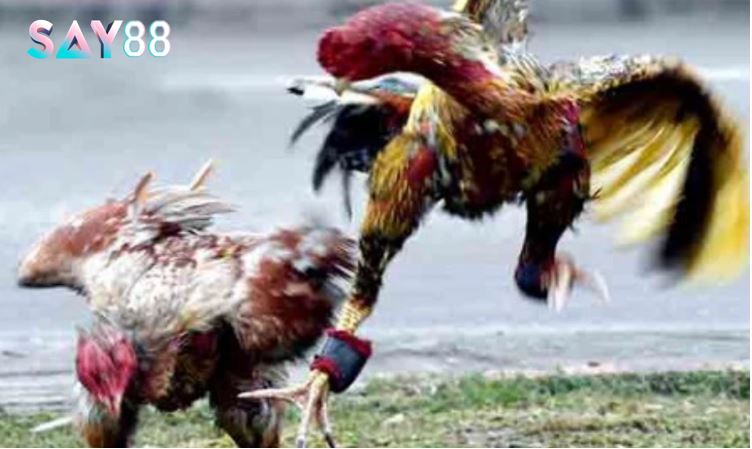 Mẹo đặt cược thắng lớn khi xem Đá Gà Asil Say88