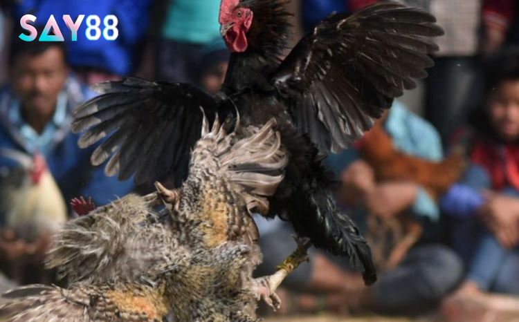 Tham Gia Đá Gà Asil Say88
