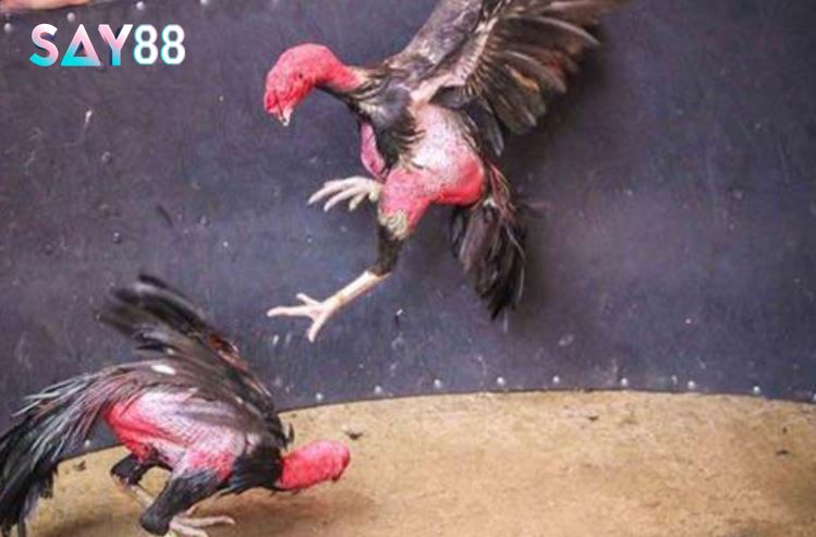 Hướng dẫn chơi Đá Gà Asil Say88