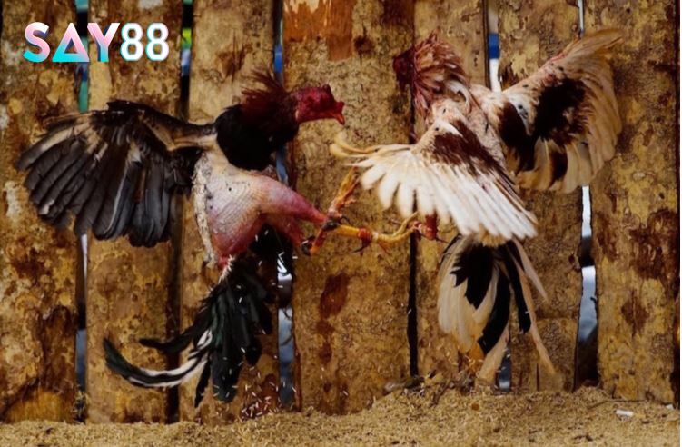 Một số dòng Đá Gà Chọi Cuba Say88 được cho là phổ biến nhất ở thị trường Việt Nam