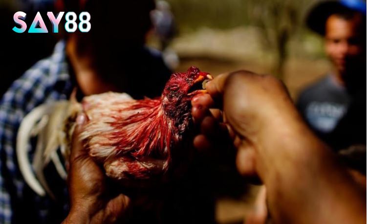 Dựa vào đâu mà giá giống Đá Gà Chọi Cuba Say88 được cập nhật cao đến thế