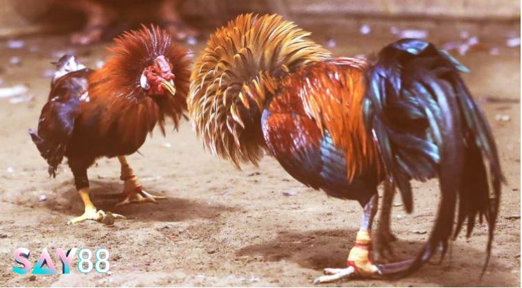Cá cược Đá Gà Cựa Sắt với 3 lựa chọn