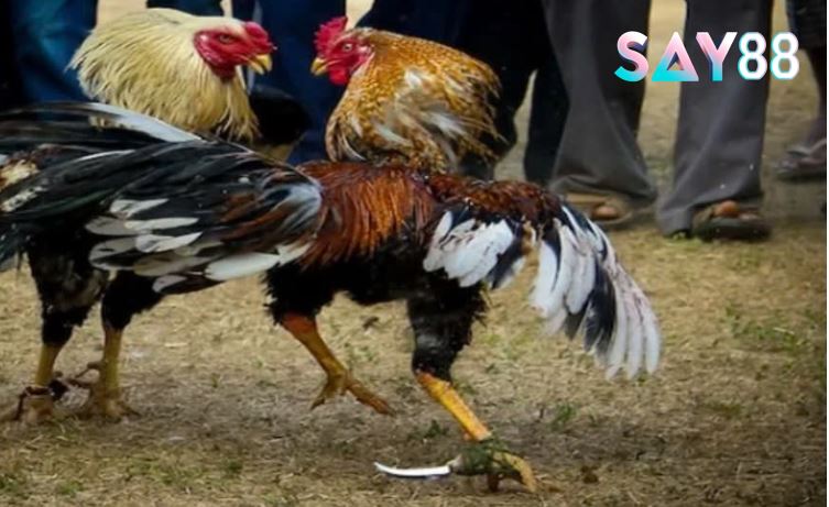 So sánh Đá Gà Mỹ với các loại đá gà khác