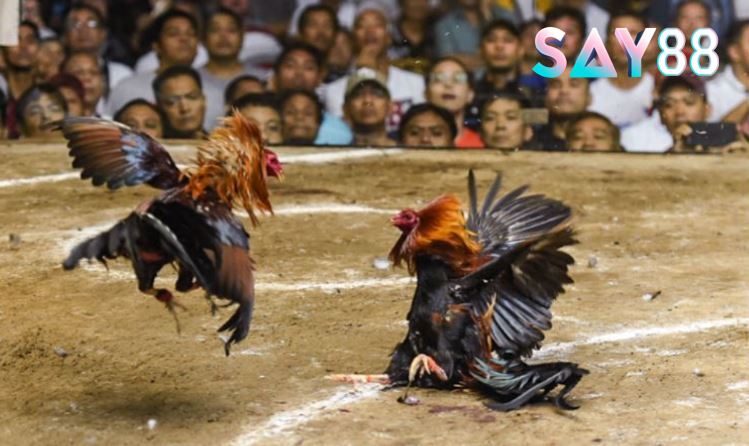 Ưu điểm chỉ có ở Đá Gà Philippines
