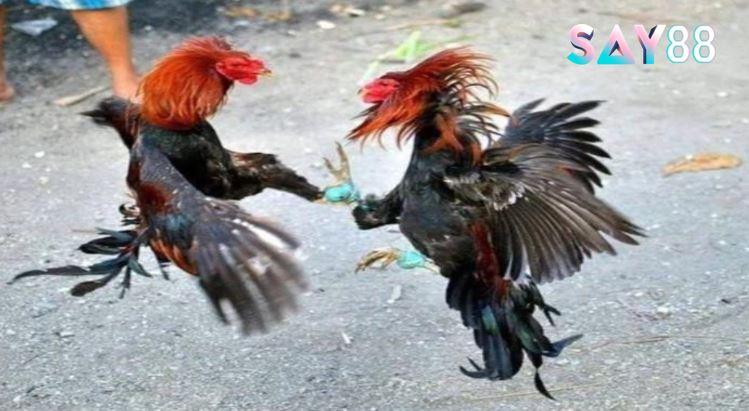 Các giống Đá Gà Shamo Say88 được yêu thích nhất