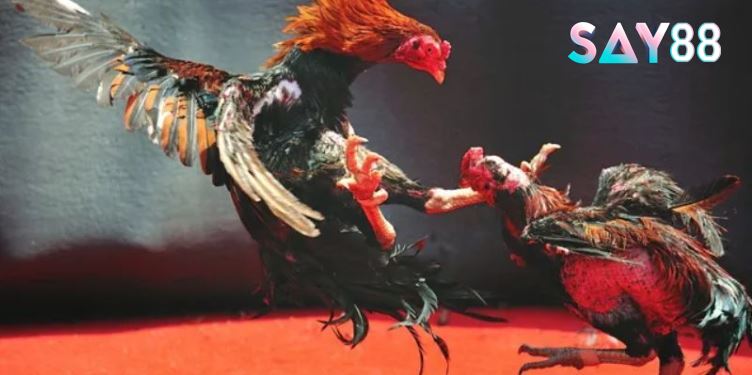 Đa dạng trận đá kê Thomo