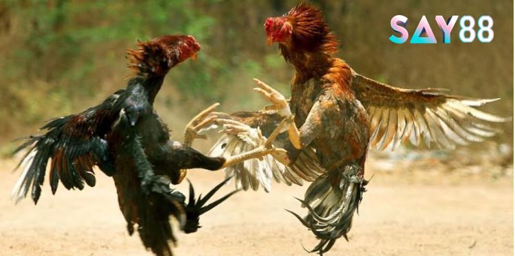 Cách xác định thắng thua Đá Gà Thomo