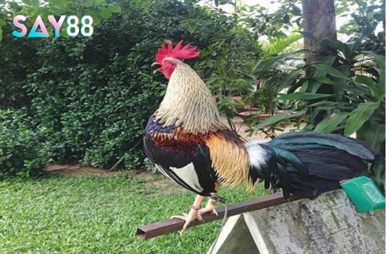 Ý nghĩa kinh tế và văn hóa của Đá Gà Tre