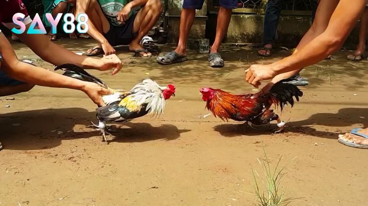 Nguồn gốc và cả lịch sử của gà tre Thomo
